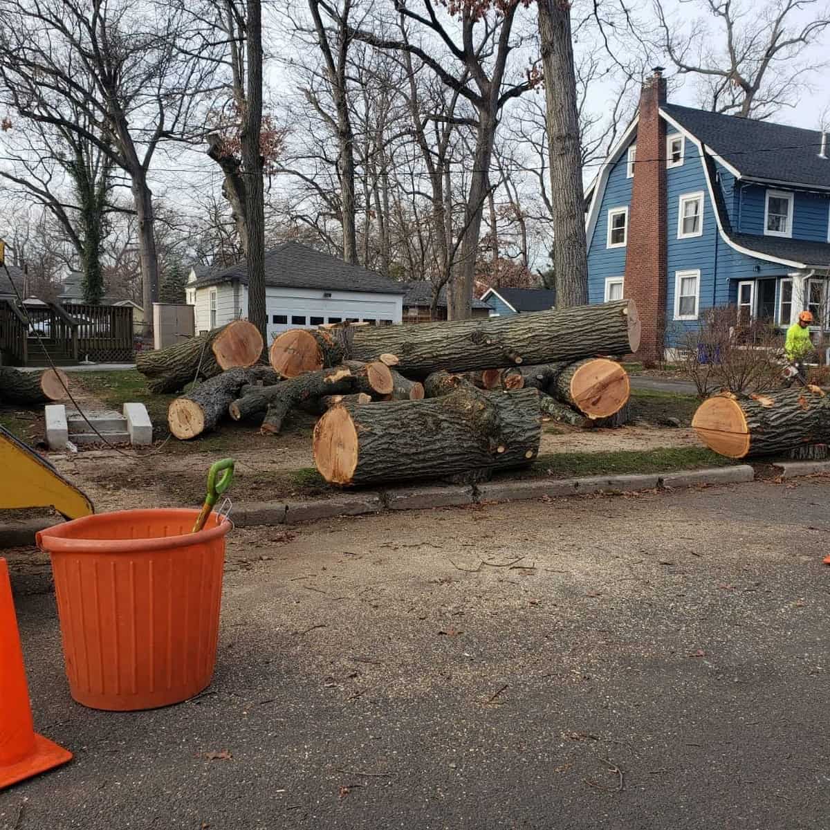 Commercial-Tree-Services.jpg