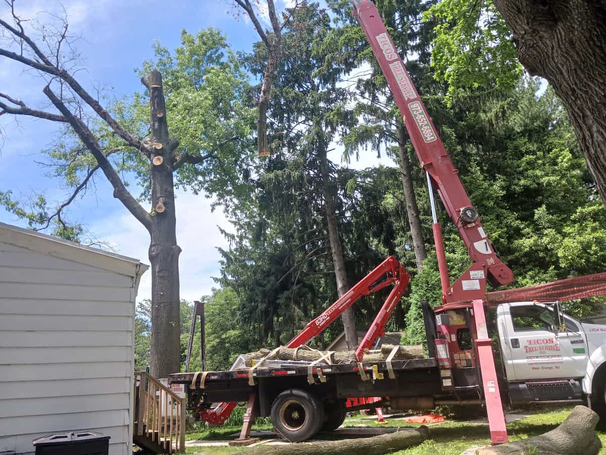 Emergency-Tree-Removal-Services.jpg