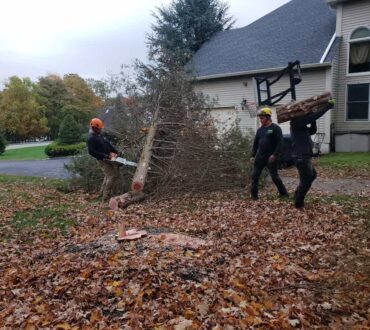 Emergency Tree Removal projects