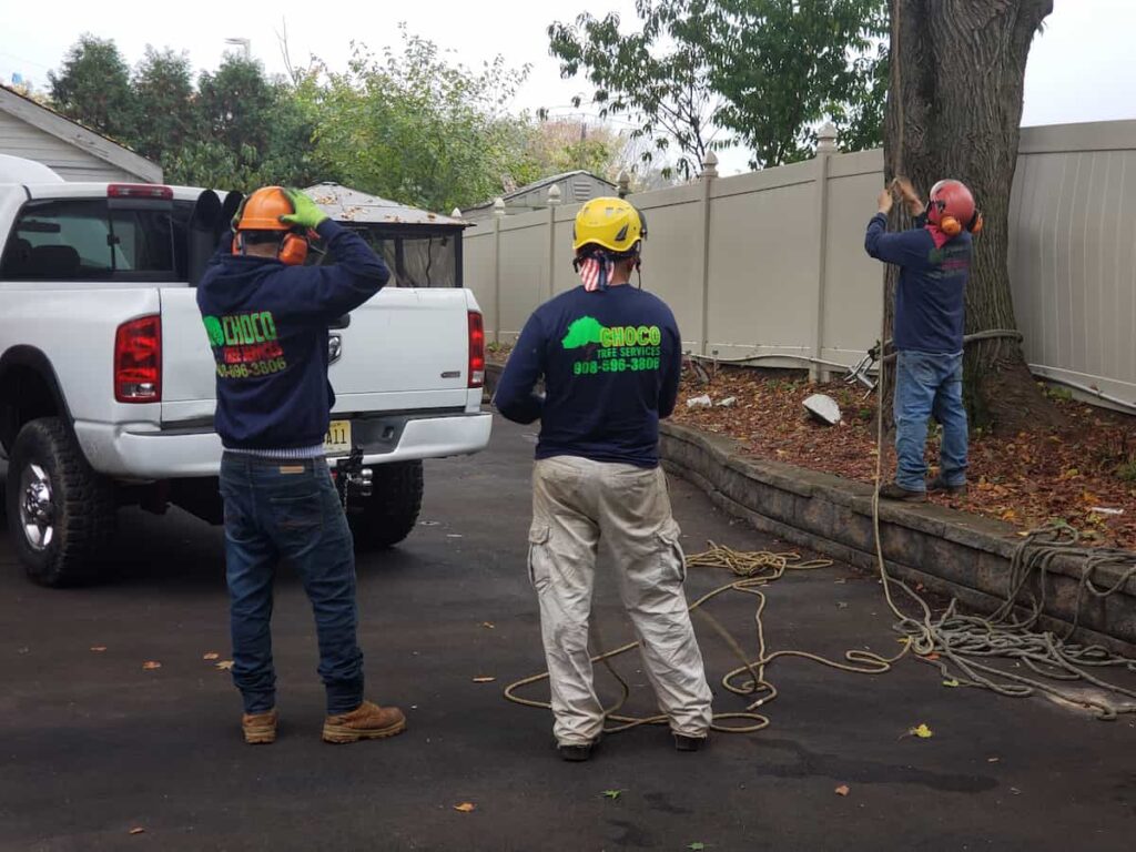Professional Tree Removal Services