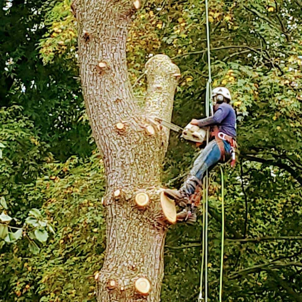Tree-Trimming-Services.jpg